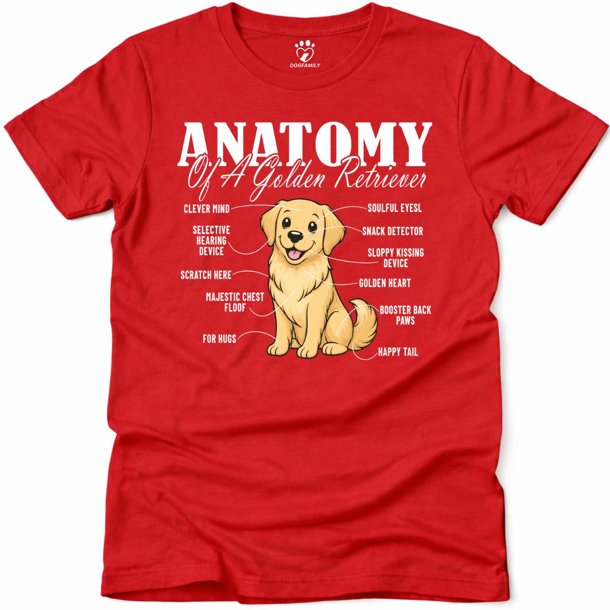 Anatomy
