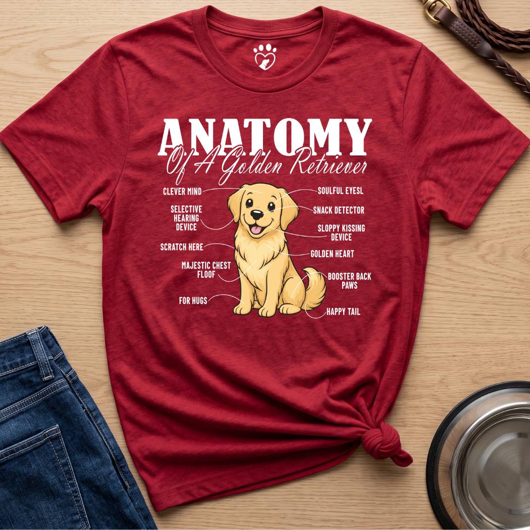 Anatomy