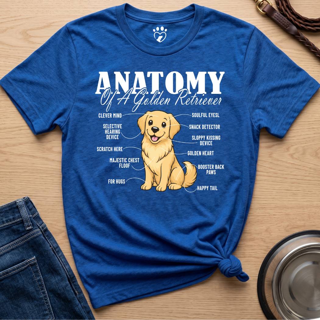Anatomy