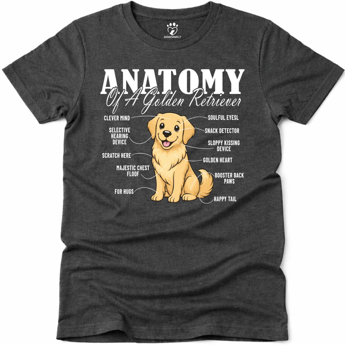 Anatomy